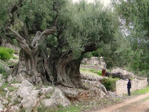 Olivetree_1500yrs Ithaca Wikimed
